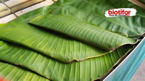 Cara Menyimpan Daun Pisang Agar Tahan Lama Tidak Menguning Biotifor