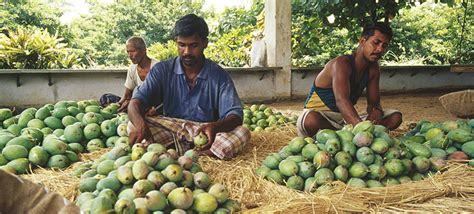 Complexity Of Crop Diversification In Punjab Bharat Krishak Samaj