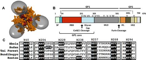 Schematic Diagrams Of Ebola Virus GP A A Molecular Model Of EBOV