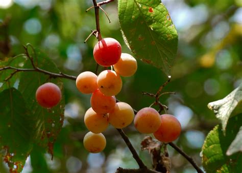 Mexican Plum Native Gardeners