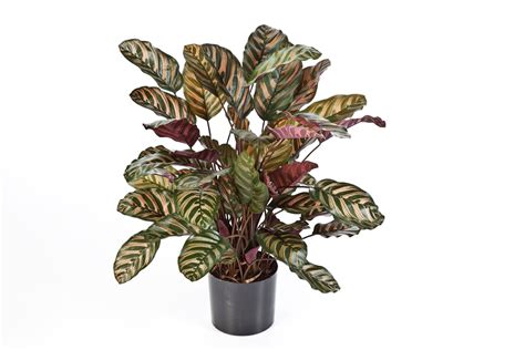 Red Calathea X 65 Wp H78 Decofora