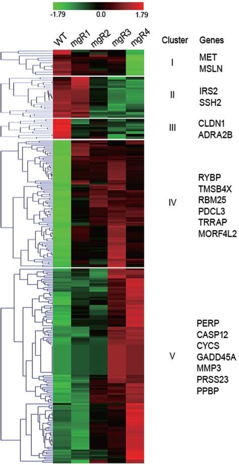 Five Clusters With Different Gene Expression Profiles During MFS