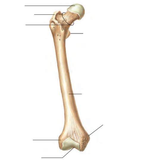 Femur Anterior View Diagram Quizlet