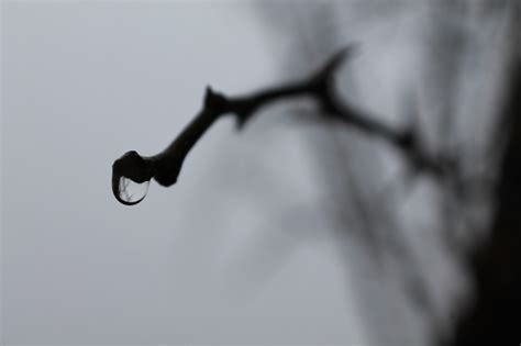 Wallpaper Water Reflection Sky Rain Silhouette Branch Dew