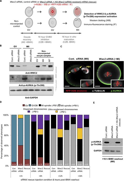 Frontiers Wwc2 Is A Novel Cell Division Regulator During