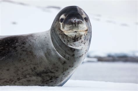 Foca Leopardo Caracter Sticas Alimentaci N Reproducci N Y Amenazas