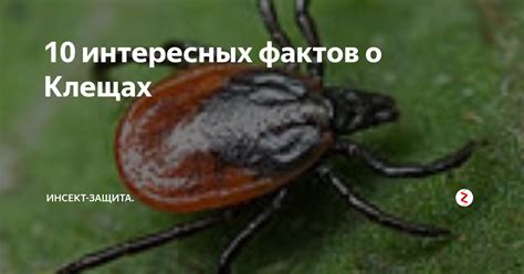 10 интересных фактов о Клещах | www.инсект-защита.ру | Дзен