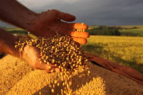 Três Anos Após O Início Do Cultivo De Soja No Sul Amazonas A Colheita