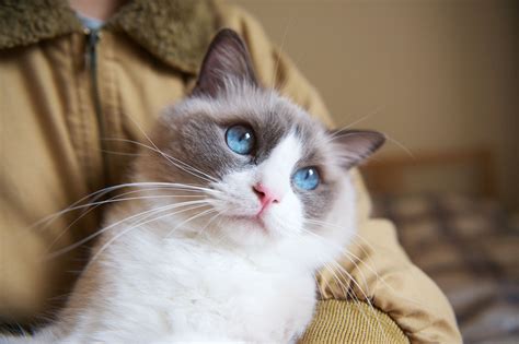 10 Best Cat Breeds for Kids