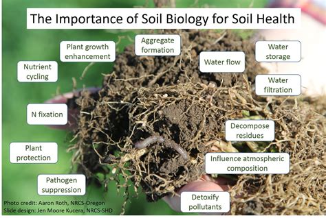 Biological Indicators Of Soil Health What They Are How They Are