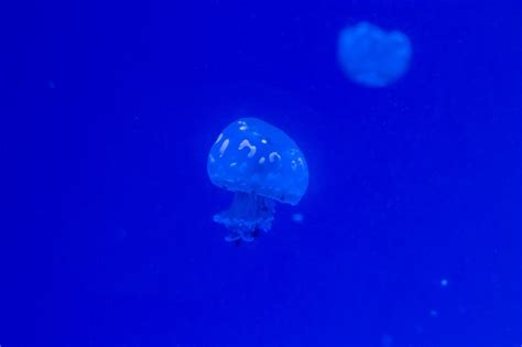 Premium Photo | Small jellyfish