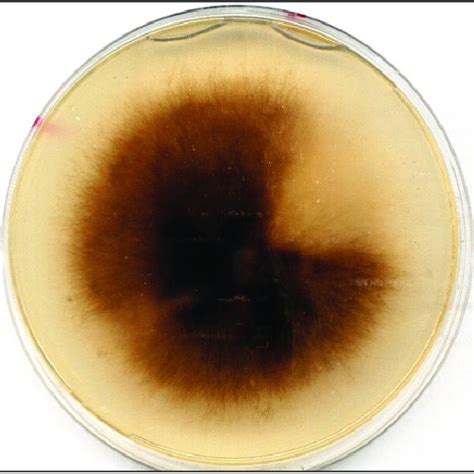 Culture Of Pyrenophora Tritici Repentis On Potato Dextrose Agar