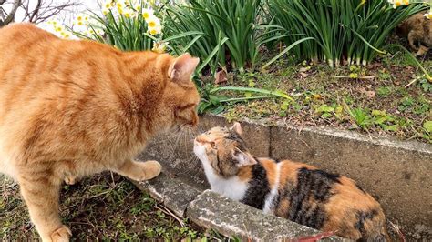 公園の子猫たちが先住猫たちに上手に挨拶ができました 肉球ドットコム（）