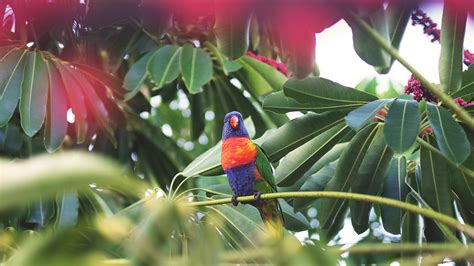 Sfondi Natura Pappagallo Ramo Verde Albero Foglia Fiore