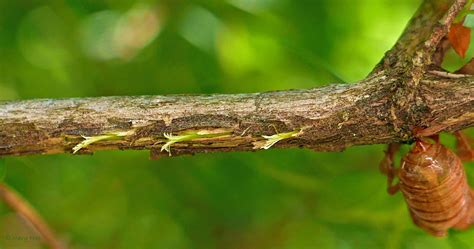 Are Cicadas Dangerous To Trees at Ken Escobar blog
