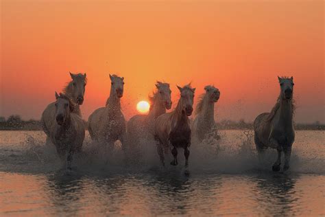 Sunset In Camargue Photograph By Rostovskiy Anton