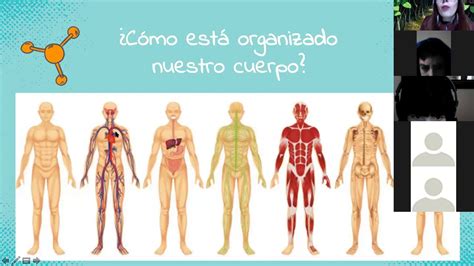 Organizacion Del Cuerpo Humano