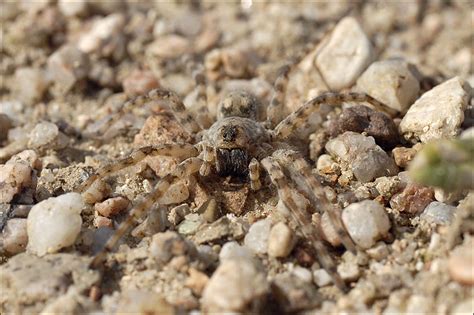 R F Arachnida Araneae Lycosidae Arctosa Sp