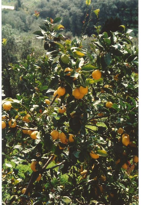 My Garden's Citrus Trees