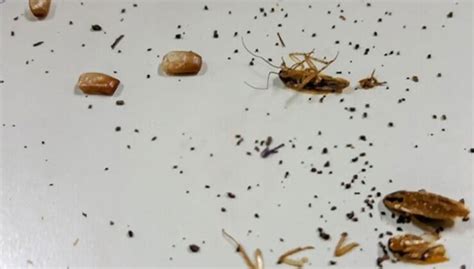 What Do Cockroach Poop Look Like And How Do Deal With It