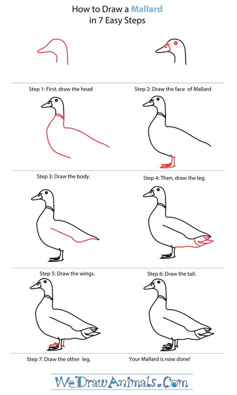 Drawing Mallard Duck Outline - magicheft