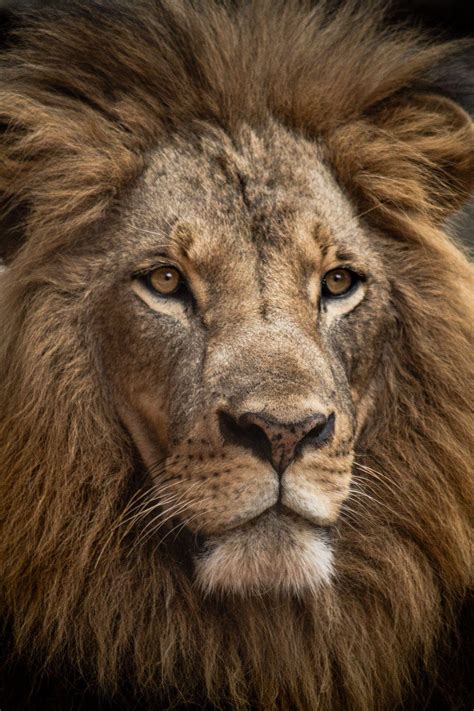 Majestic Lion Wallpapers Top Free Majestic Lion Backgrounds