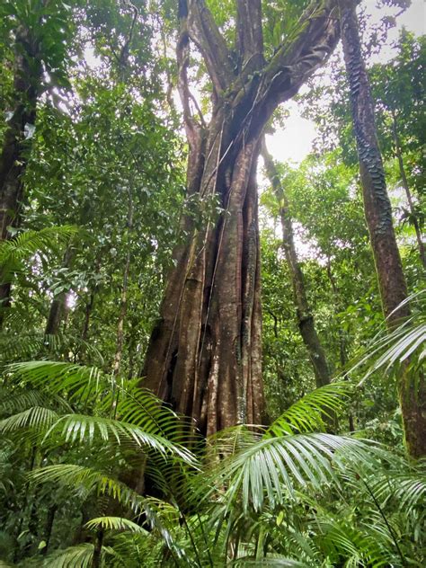 Mossman Gorge Daintree Tropic Tours