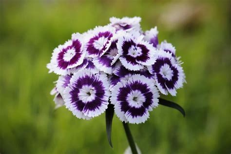 Ultimate Guide to Dianthus Flower Meaning and Symbolism - Petal Republic