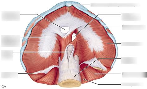 Anate Diagram Quizlet