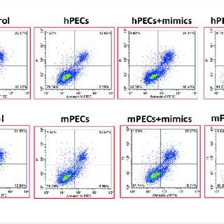 MiR 28 3p Modified AMSCs Affected PECs Apoptosis A MiR 28 3p