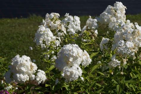 Garden Phlox Paniculata David Fasci Garden