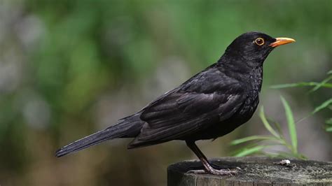 Common Blackbird Call Song Sound Chirping Singing Birds Youtube