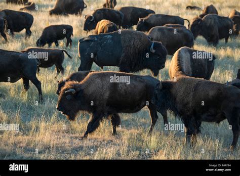 Usa Great Plains South Dakota Black Hills Custer State Park Bison