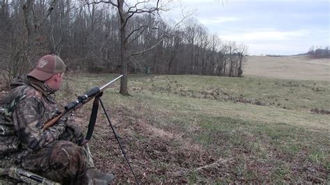 Breeding And Fight Sounds Too Much For Hung Up Coyote Coyote Hunting