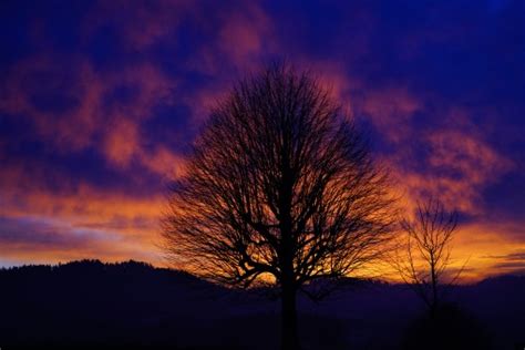 Images Gratuites Paysage Arbre La Nature Horizon Branche