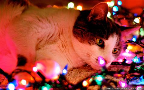 Christmas Cat Wallpapers - Wallpaper Cave