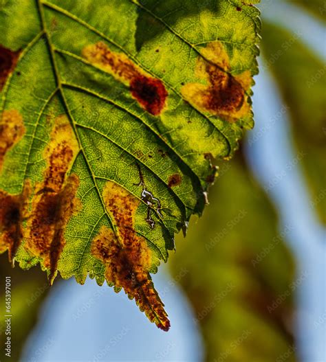 The leaves of a horse-chestnut tree attacked by a fungus causing a ...