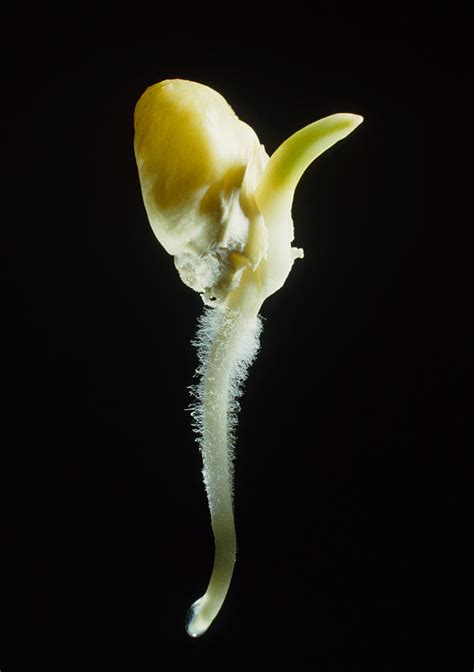 Germination Of A Maize Seed, Zea Mays Photograph by Dr Jeremy Burgess ...