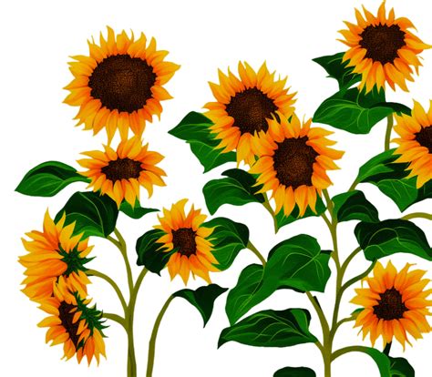 Girasoles Flores Dibujo Imagen Gratis En Pixabay Pixabay