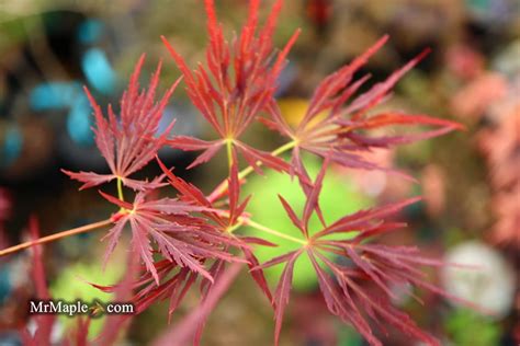 Buy Acer Palmatum Dissectum Lady Abbess Japanese Maple — Mr Maple │ Buy Japanese Maple Trees