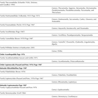 Morphological System Of Naked Lobose Amoebae By F C Page Updated With