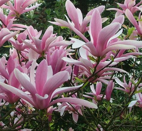 Magnolia Hybrida George Henry Kern Soft Pink Magnolia Tulip Tree