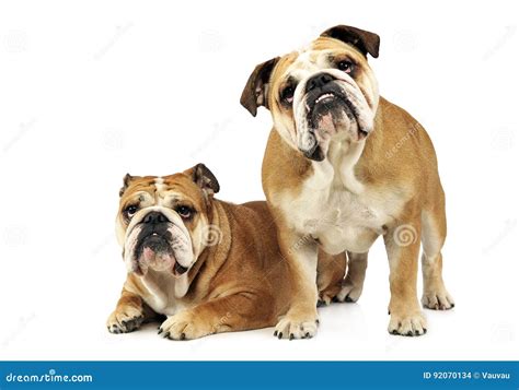 Two Bulldogs Are Having Fun In A White Studio Stock Photo Image Of