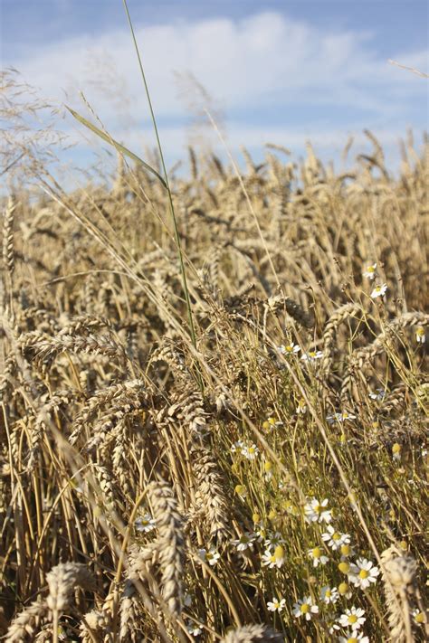 Banco De Imagens Natureza Plantar Trigo Pradaria Flor Comida