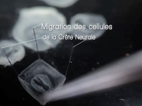 La Migration Des Cellules La Cr Te Neurale E Partie Sciences Et