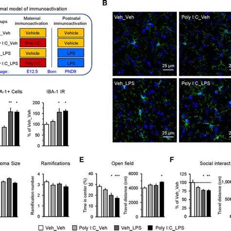 Functional Alterations In The Mpfc Bla Circuits Associated With