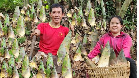 Harvesting Wild Bamboo Shoots Processing And Preservation Ly May Ha