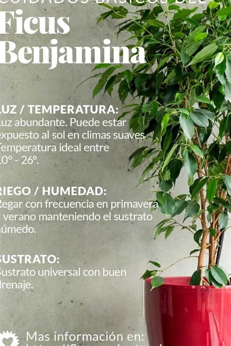 Cuidados Del Ficus Benjamina Consejos Para Un Ficus Sano Eco360