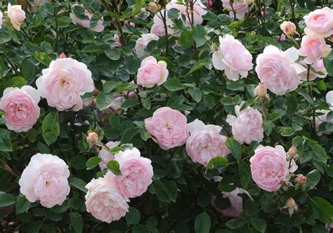 Саженцы розы джентл гермион купить в Москве по цене от 2500 рублей