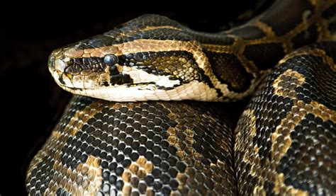 Características De La Boa Constrictor Una Serpiente Grande